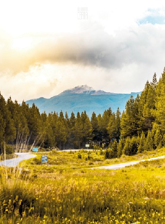 Bosque Amarillo